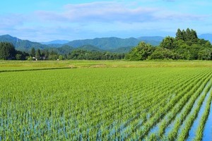 相続した農地(田・畑)を売却して手放せた事例